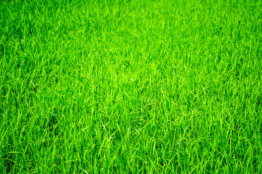 绿油油的稻田图片素材免费下载