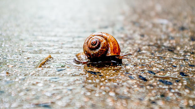 雨天里的蜗牛图片素材免费下载