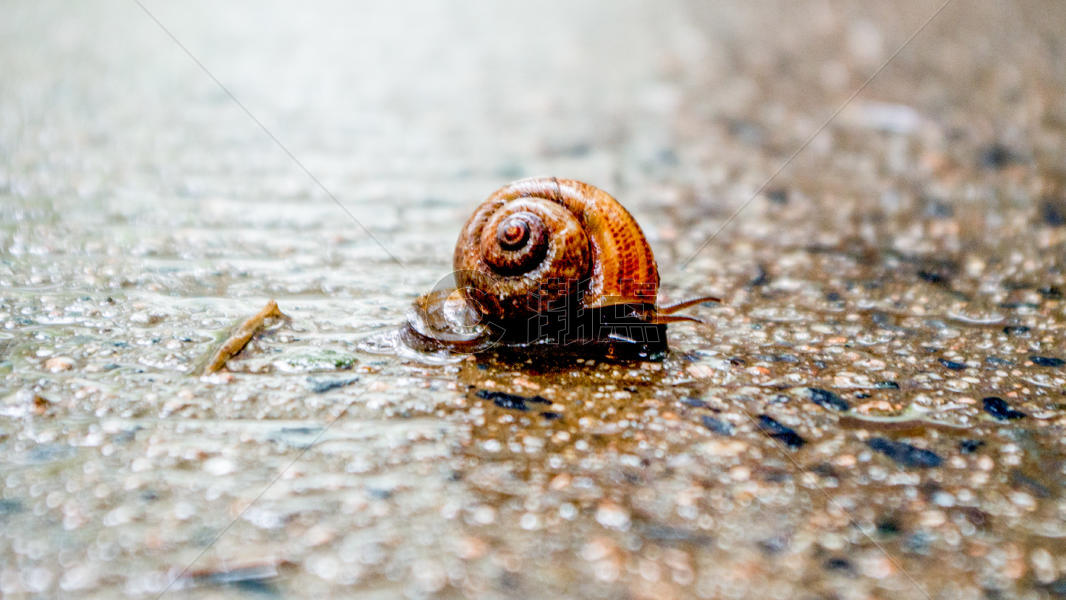 雨天里的蜗牛图片素材免费下载