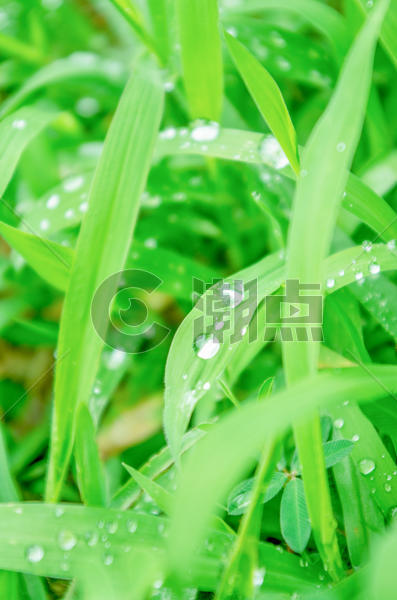 夏天-雨水与植物图片素材免费下载