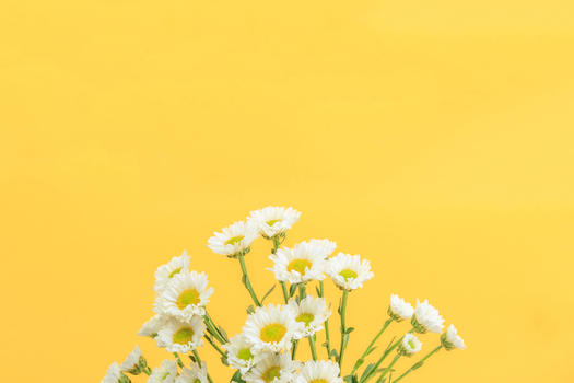 黄色背景上的小雏菊图片素材免费下载