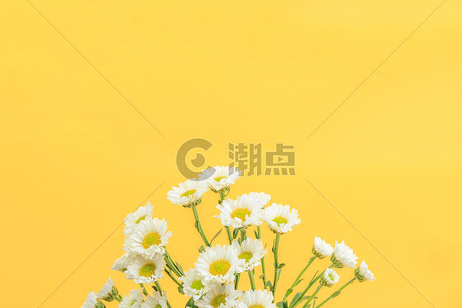 黄色背景上的小雏菊图片素材免费下载