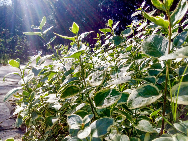 阳光照射下的绿色植物图片素材免费下载