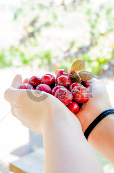 夏天鲜艳的樱桃图片素材免费下载