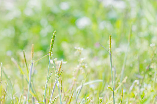 夏天的植物的绿色背景图片素材免费下载