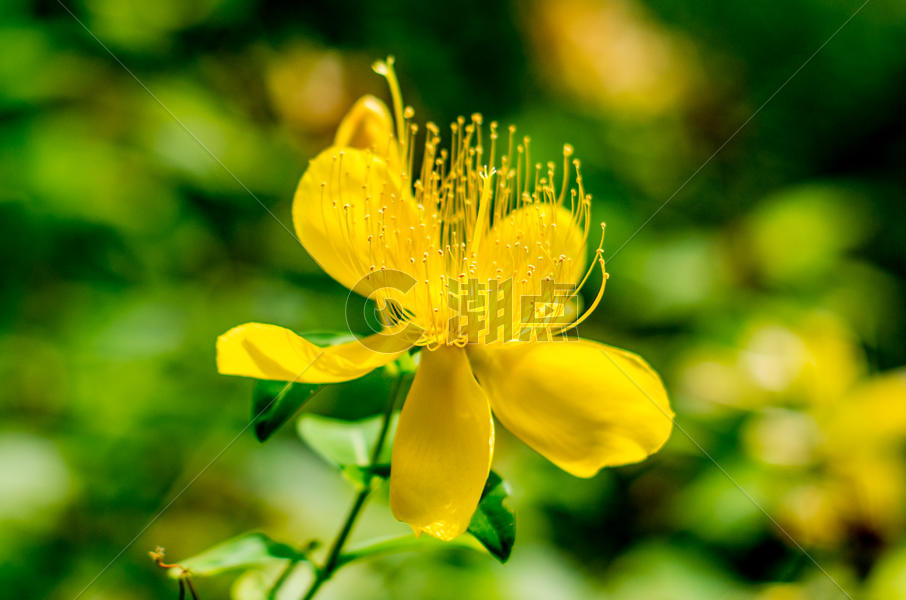 夏天-阳光下的花朵图片素材免费下载
