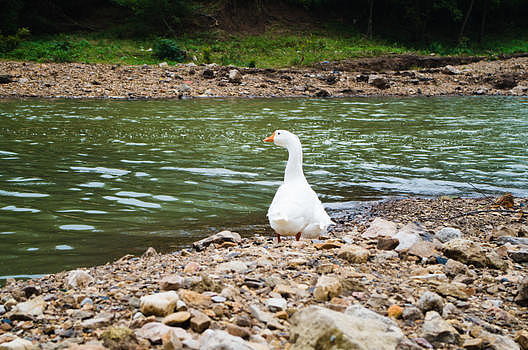夏天河边的大白鹅图片素材免费下载