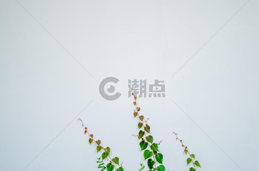 夏天的藤蔓植物图片素材免费下载