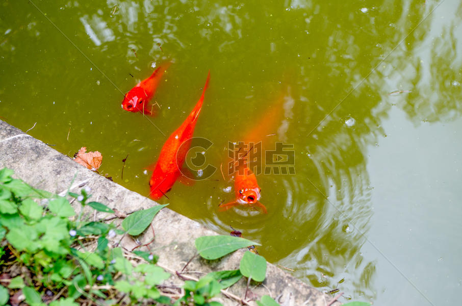 游出水面呼吸的红色锦鲤图片素材免费下载