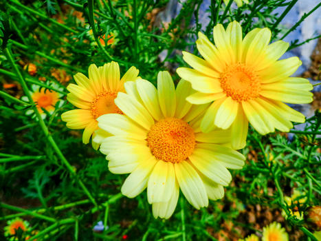 夏天盛开的花朵图片素材免费下载