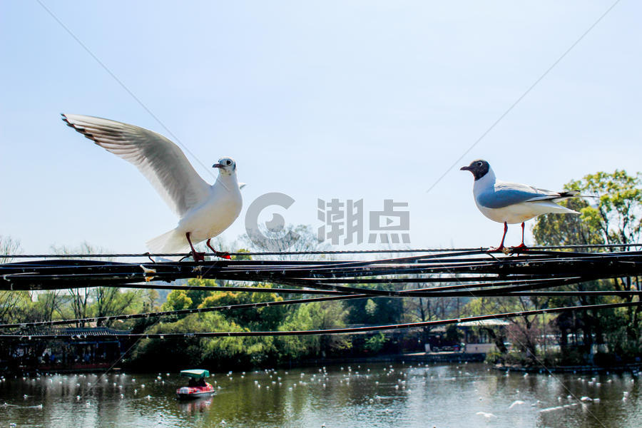 云南-滇池的海鸥图片素材免费下载