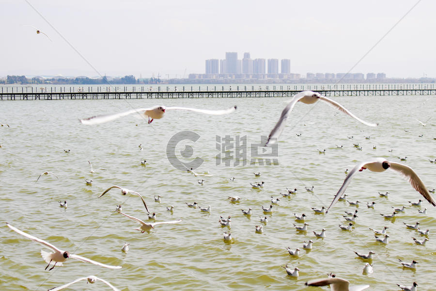 云南-滇池的海鸥图片素材免费下载