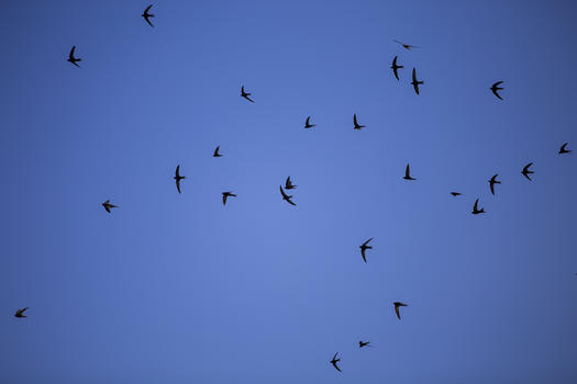 天空的燕子之舞图片素材免费下载