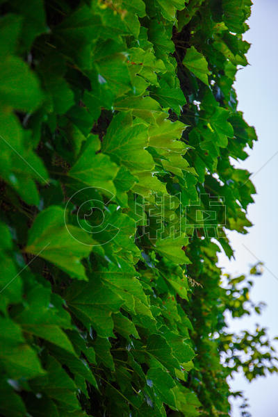 夏日生长的绿色植物图片素材免费下载