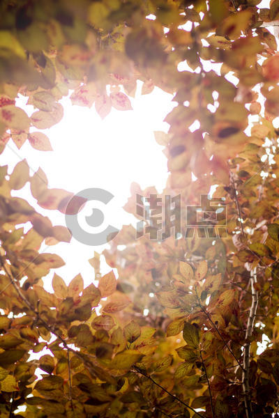 阳光下斑驳的树叶图片素材免费下载