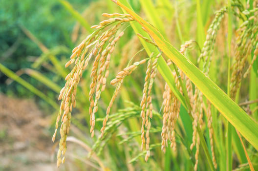 即将丰收的水稻图片素材免费下载