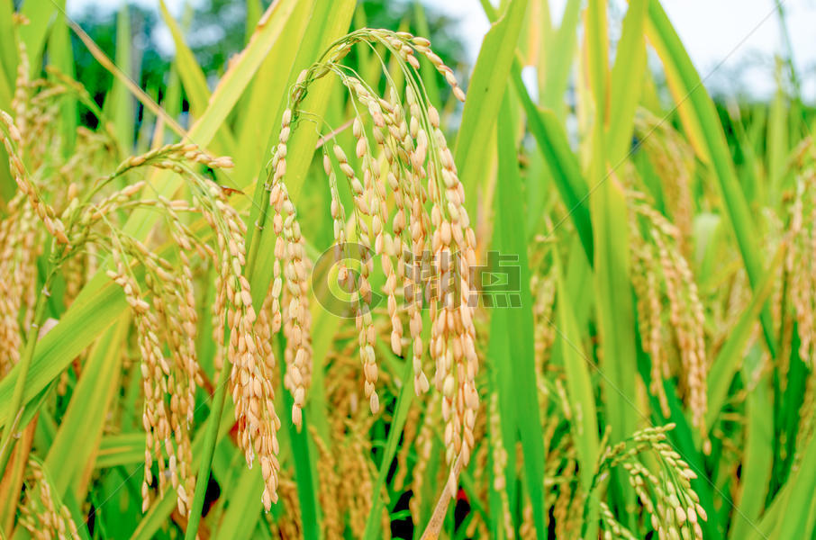芒种时节丰收的水稻图片素材免费下载