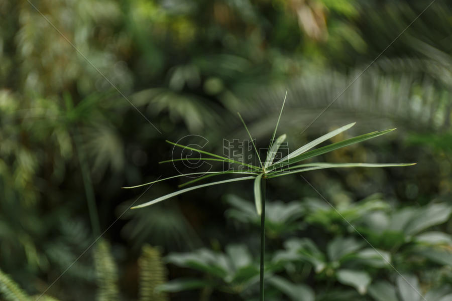 夏日茂盛生长的植物图片素材免费下载