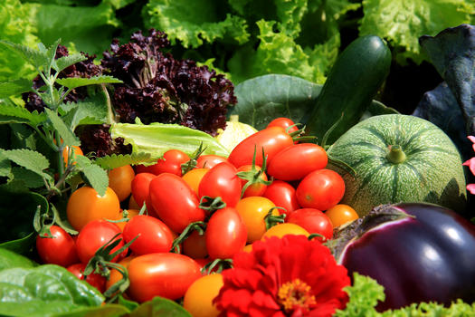 蔬菜水果及花卉图片素材免费下载