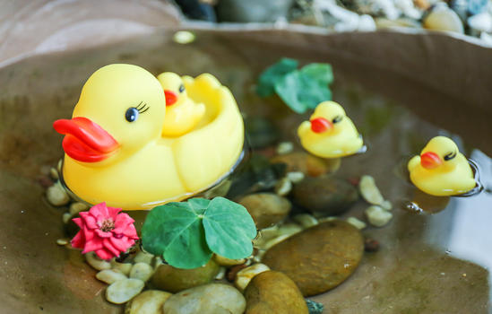 游泳的小黄鸭图片素材免费下载