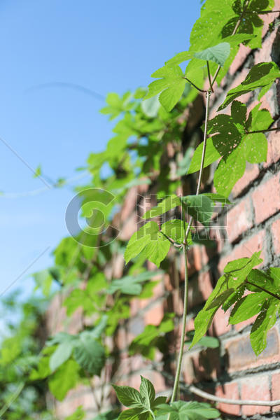 砖墙上的绿色植物图片素材免费下载