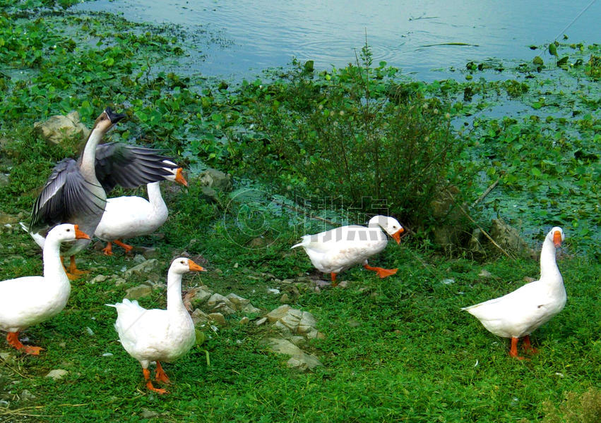 夏天的河边白鸭图片素材免费下载
