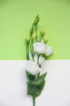 一支绿色清新桔梗鲜花图片素材免费下载