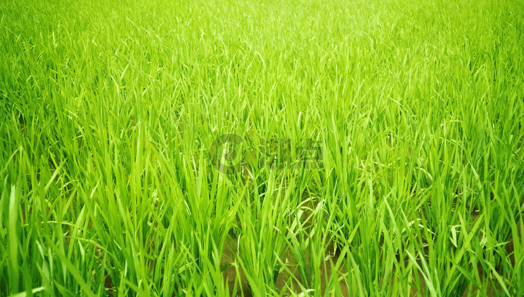阳光下的稻田图片素材免费下载