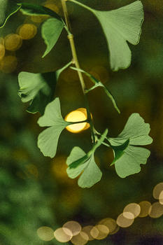 透过树叶的斑斓灯光图片素材免费下载