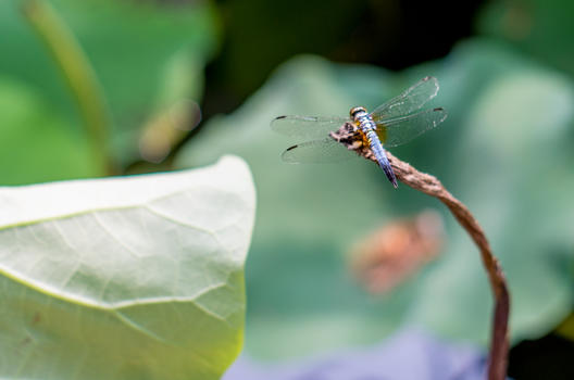 蜻蜓与断茎图片素材免费下载