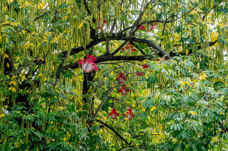 风杨树和它结满果实的种子图片素材免费下载