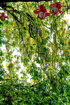 风杨树和它结满果实的种子图片素材免费下载