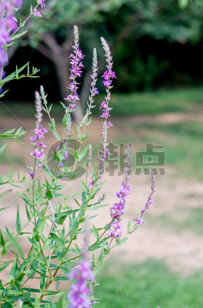 夏天的花草与植物图片素材免费下载