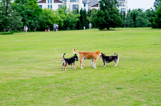 夏天草地上的玩耍的狗狗一家图片素材免费下载