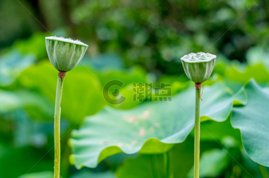 各种姿态的荷花与莲蓬图片素材免费下载