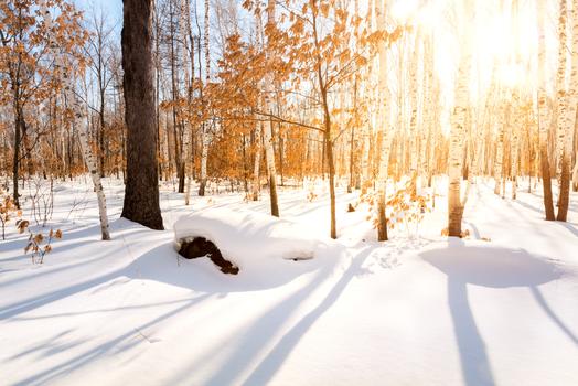 冬天积雪森林图片素材免费下载
