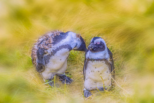 恩爱的非洲小企鹅图片素材免费下载