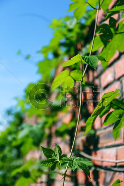 夏天生机勃勃的绿色植物图片素材免费下载