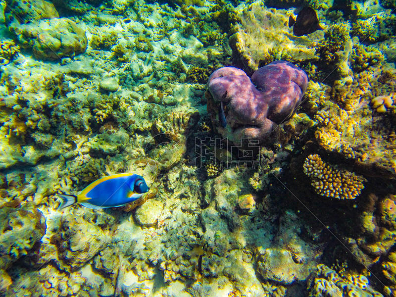 马尔代夫珊瑚礁的鱼图片素材免费下载