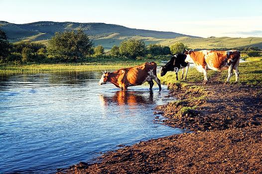 草原上河边的牛群图片素材免费下载