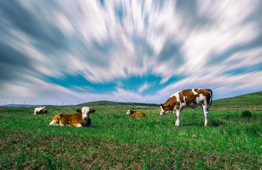 风云草原上牛儿吃草图片素材免费下载