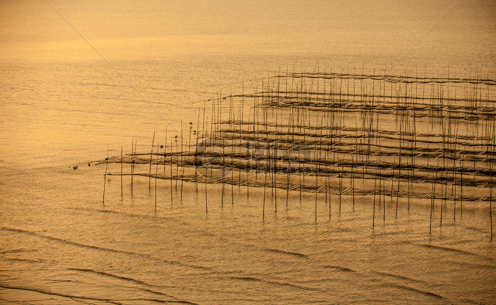 夕阳余晖下的滩涂海藻养殖场图片素材免费下载