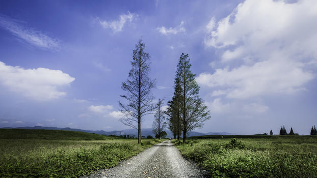 蓝天下的石路与杉树图片素材免费下载