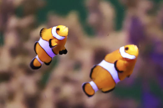 珊瑚里的小丑鱼图片素材免费下载