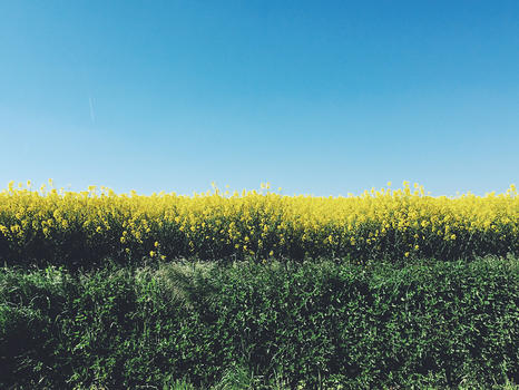 黄绿蓝春天郊野的色彩油菜花田图片素材免费下载