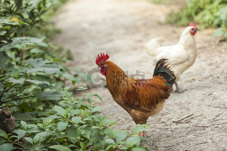 山地养殖本鸡土鸡图片素材免费下载