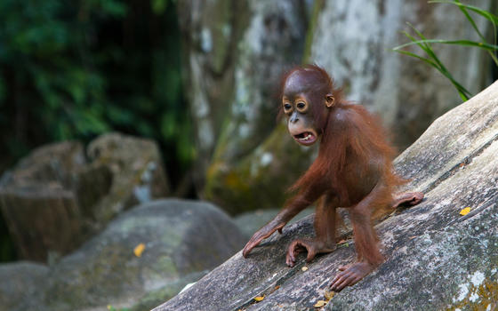 红毛猩猩图片素材免费下载
