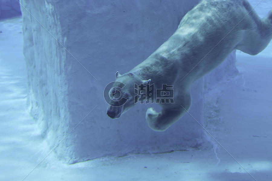 水下的北极熊图片素材免费下载