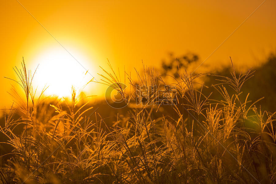 日出阳光下的秋意草丛图片素材免费下载