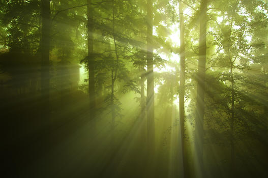 迷雾森林图片素材免费下载